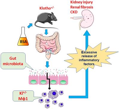 Int J Biol Sci Image