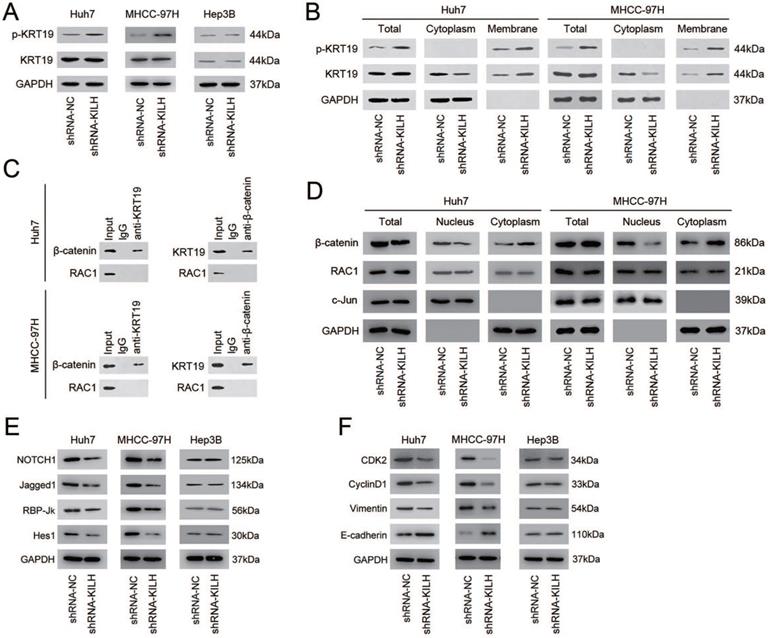 Int J Biol Sci Image