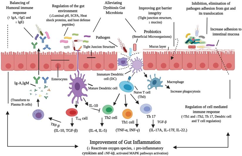 Int J Biol Sci Image