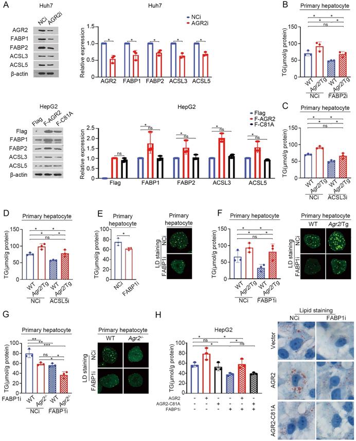 Int J Biol Sci Image