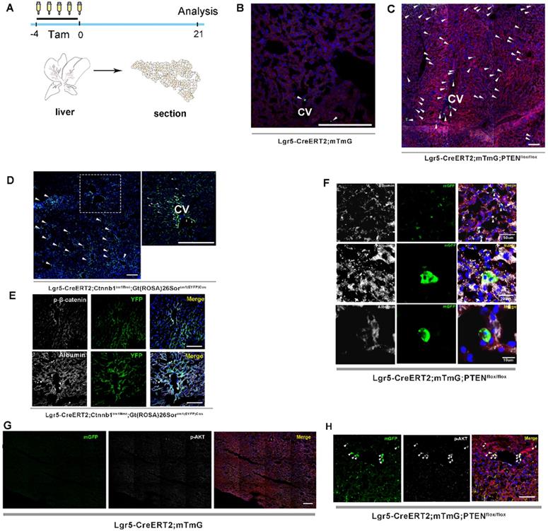 Int J Biol Sci Image