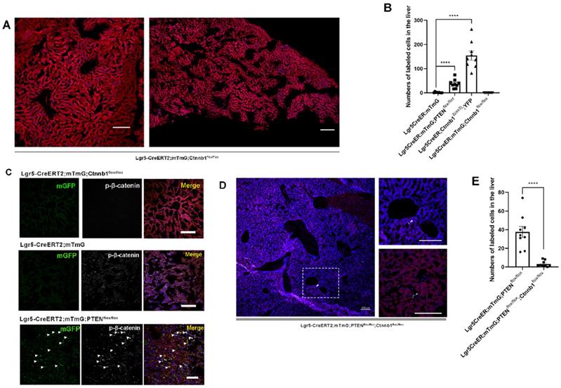 Int J Biol Sci Image