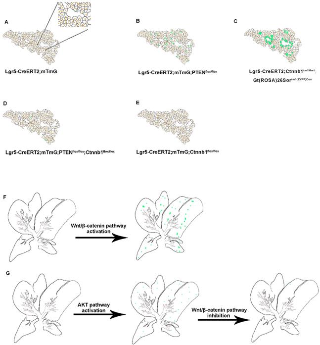 Int J Biol Sci Image