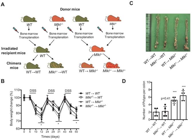 Int J Biol Sci Image