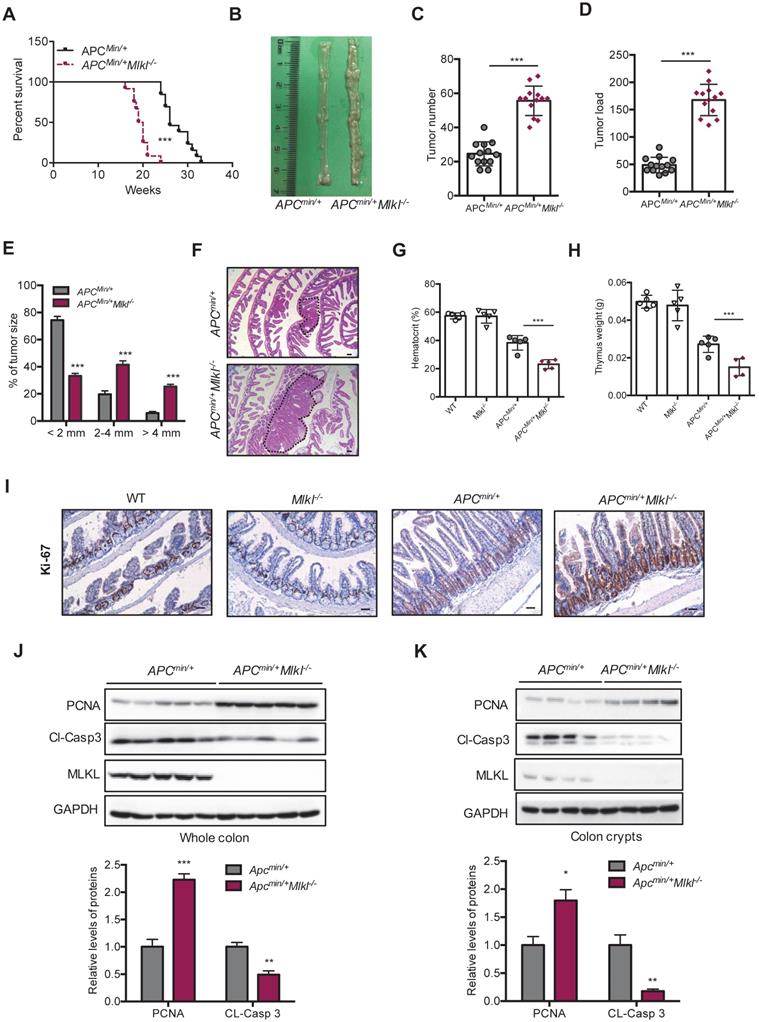 Int J Biol Sci Image