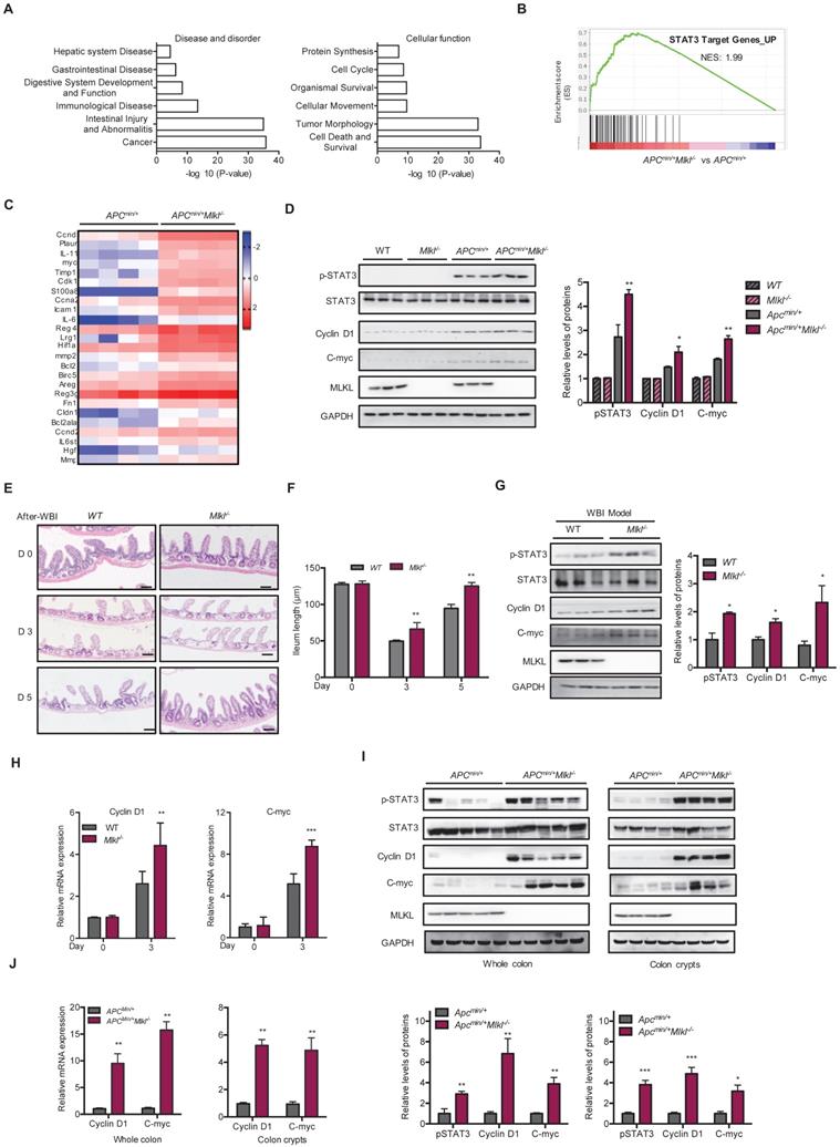 Int J Biol Sci Image