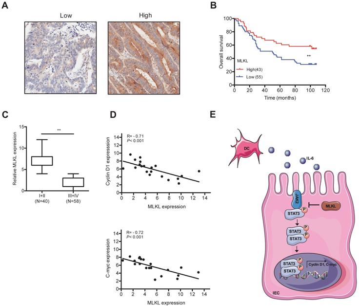 Int J Biol Sci Image