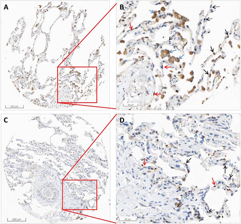 Int J Biol Sci Image