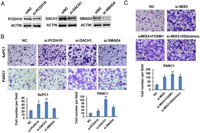 Int J Biol Sci Image