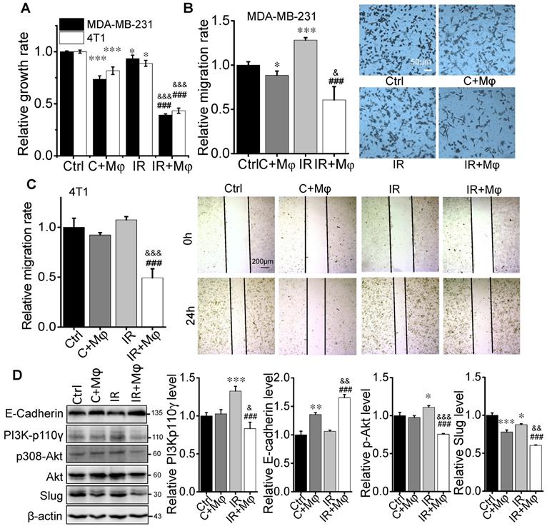 Int J Biol Sci Image