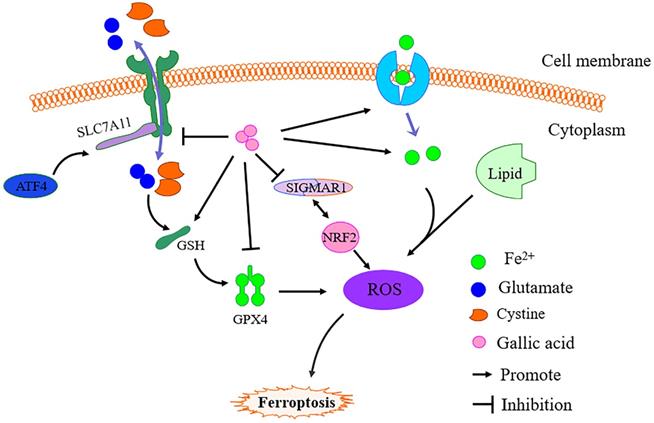 Int J Biol Sci Image