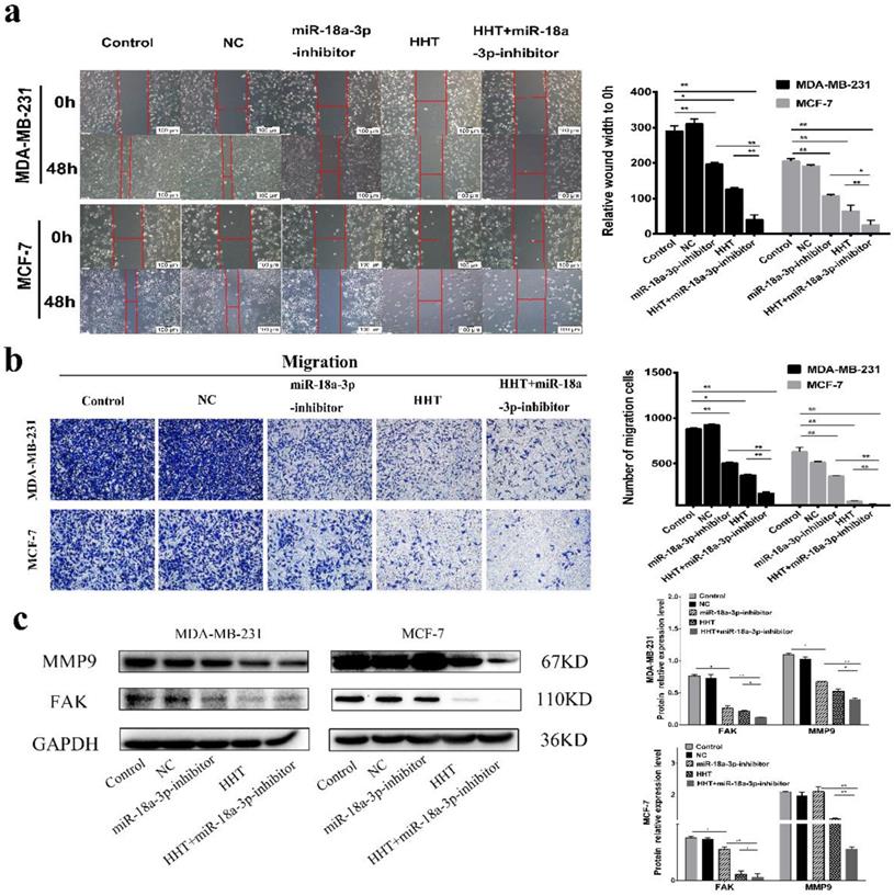 Int J Biol Sci Image