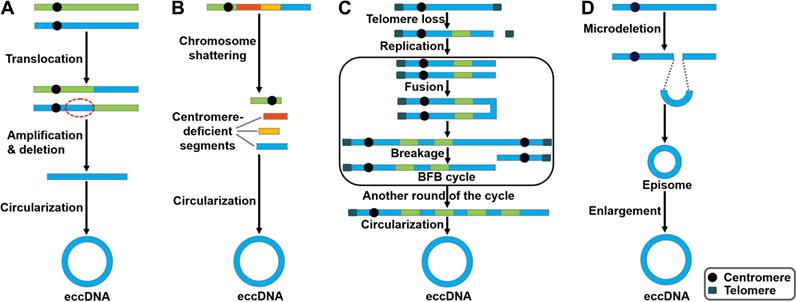 Int J Biol Sci Image