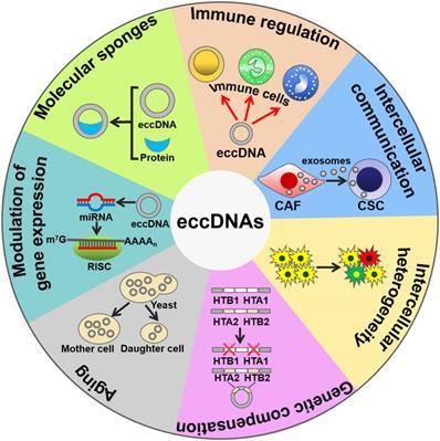 Int J Biol Sci Image