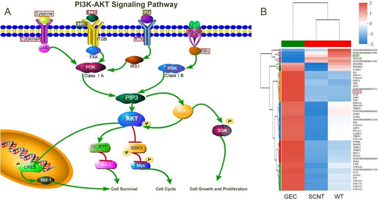 Int J Biol Sci Image