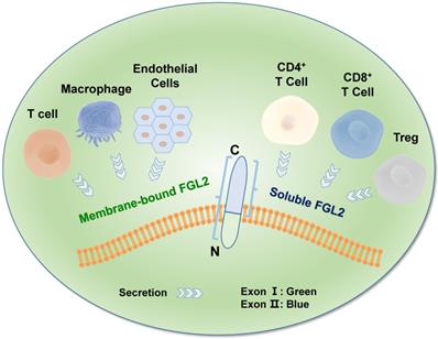 Int J Biol Sci Image