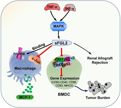 Int J Biol Sci Image