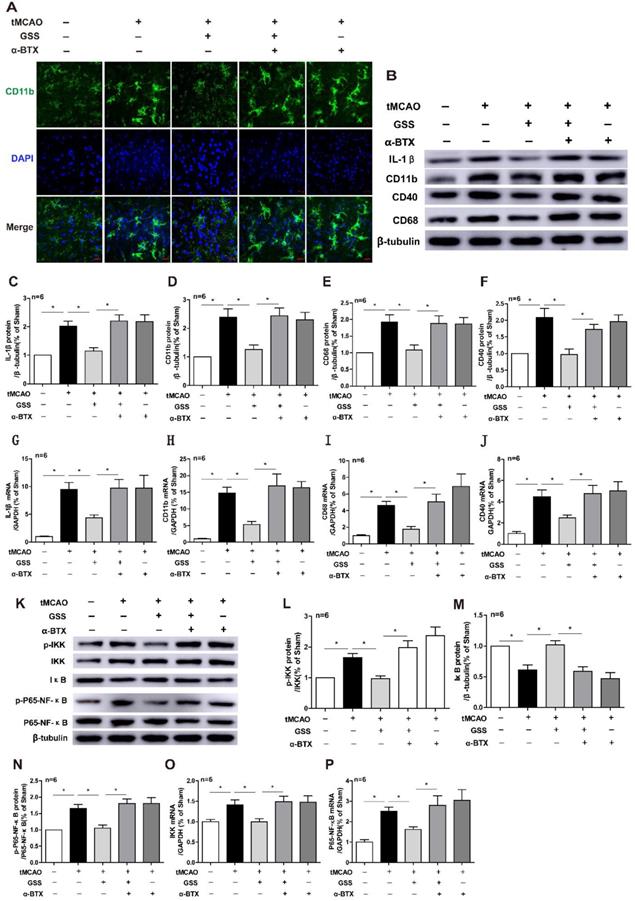 Int J Biol Sci Image