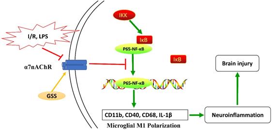 Int J Biol Sci Image