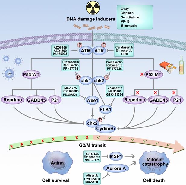 Int J Biol Sci Image