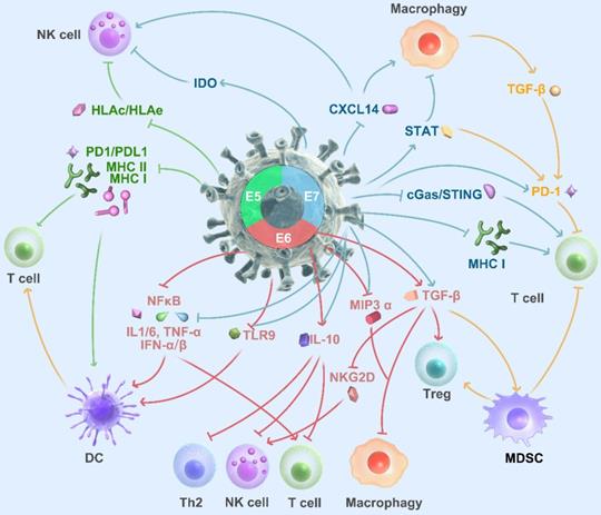 Int J Biol Sci Image