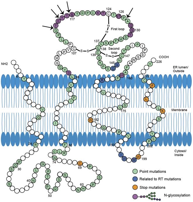 Int J Biol Sci Image