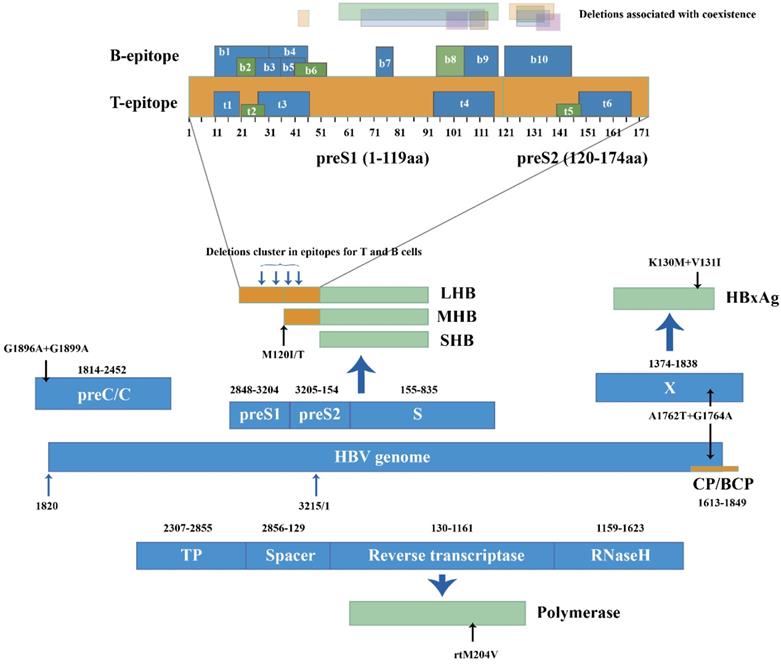 Int J Biol Sci Image