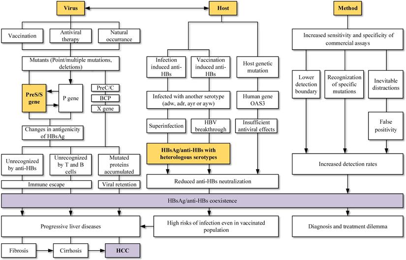 Int J Biol Sci Image