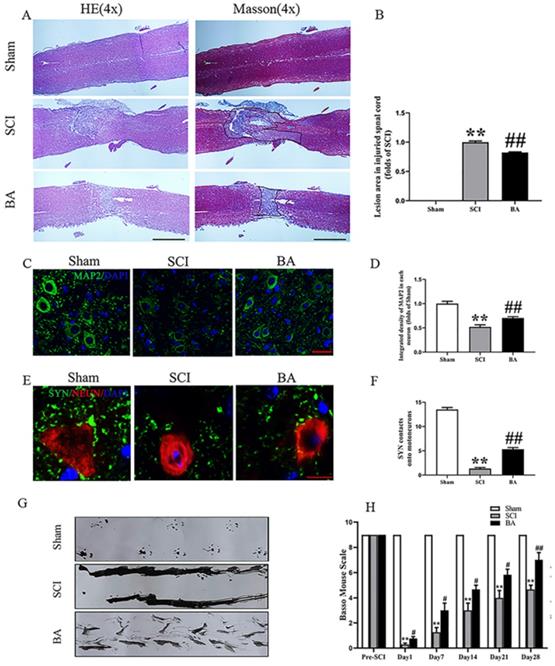 Int J Biol Sci Image