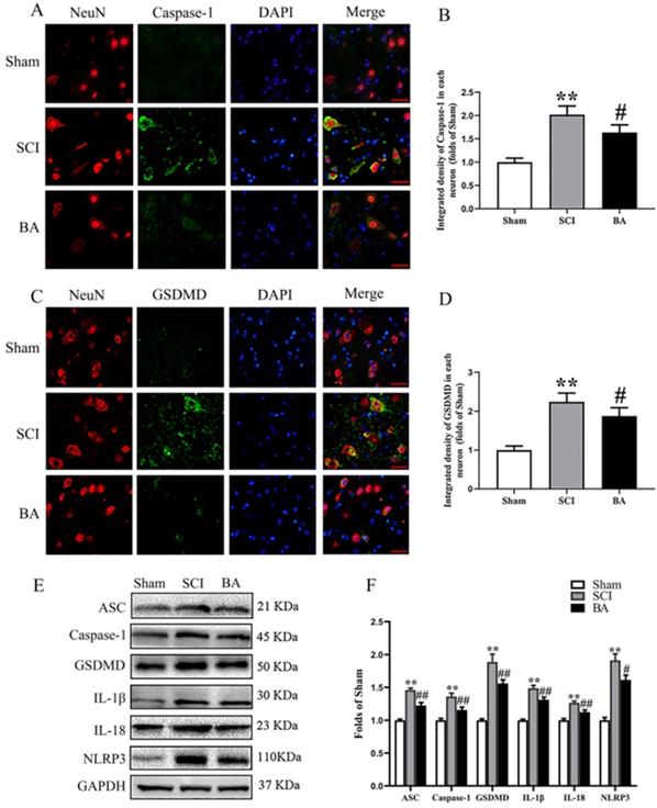 Int J Biol Sci Image