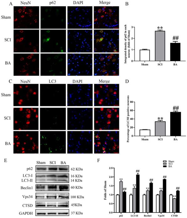 Int J Biol Sci Image