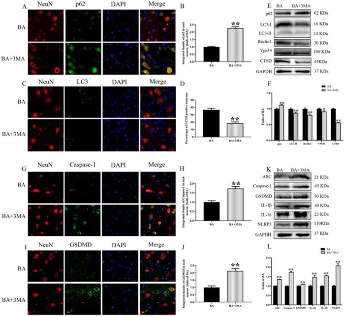 Int J Biol Sci Image