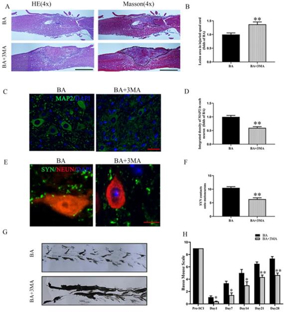 Int J Biol Sci Image