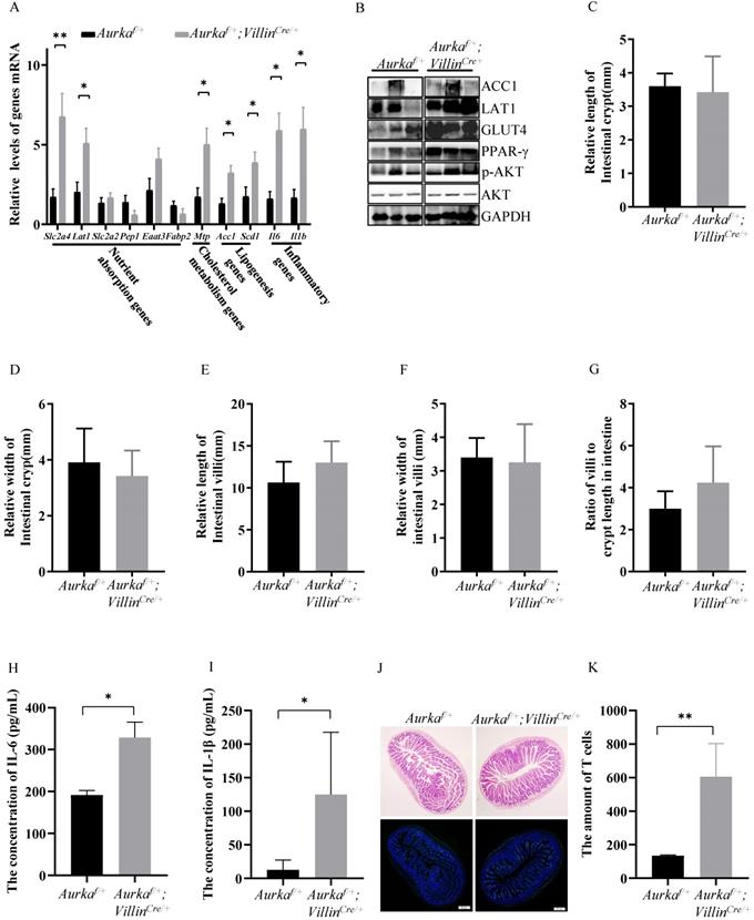 Int J Biol Sci Image