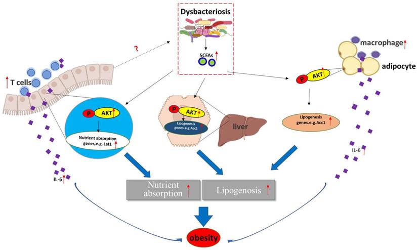 Int J Biol Sci Image