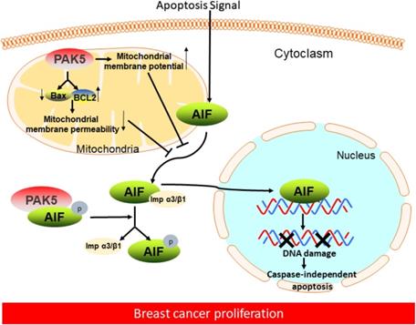 Int J Biol Sci Image