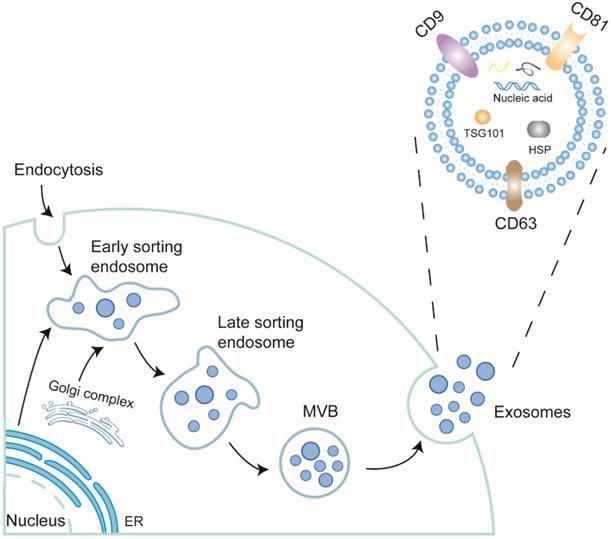 Int J Biol Sci Image