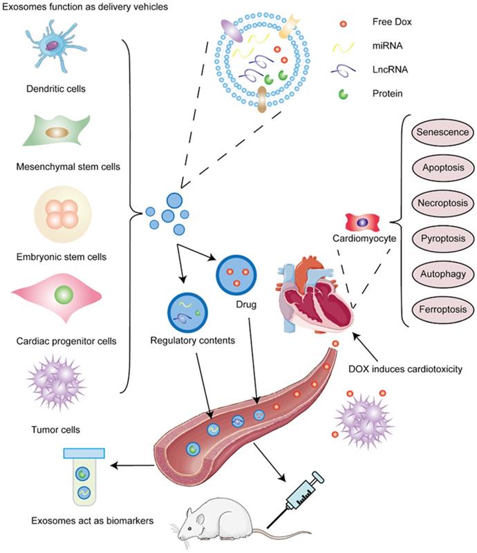 Int J Biol Sci Image