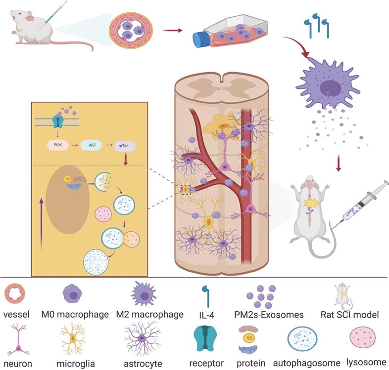 Int J Biol Sci Image