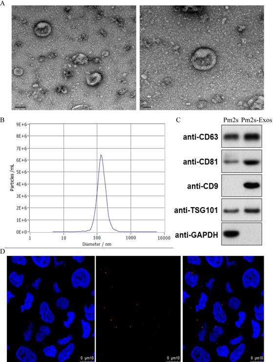 Int J Biol Sci Image