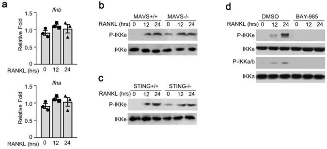 Int J Biol Sci Image