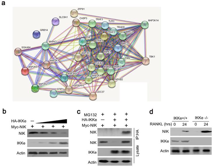 Int J Biol Sci Image