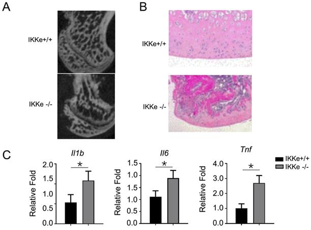 Int J Biol Sci Image