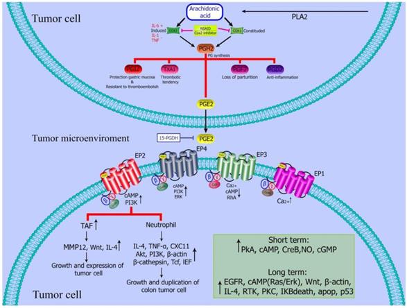 Int J Biol Sci Image