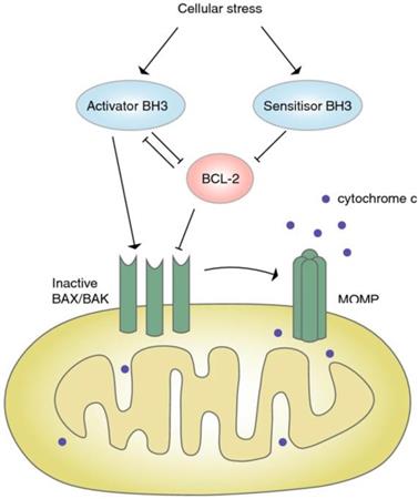 Int J Biol Sci Image