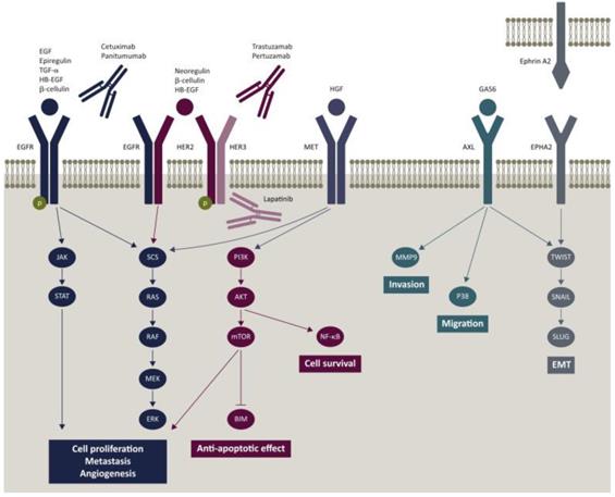 Int J Biol Sci Image