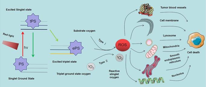 Int J Biol Sci Image