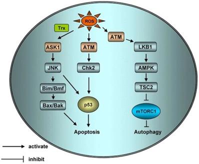 Int J Biol Sci Image