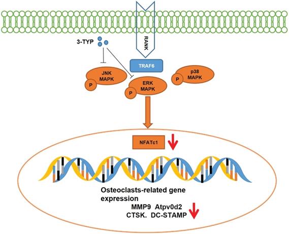 Int J Biol Sci Image