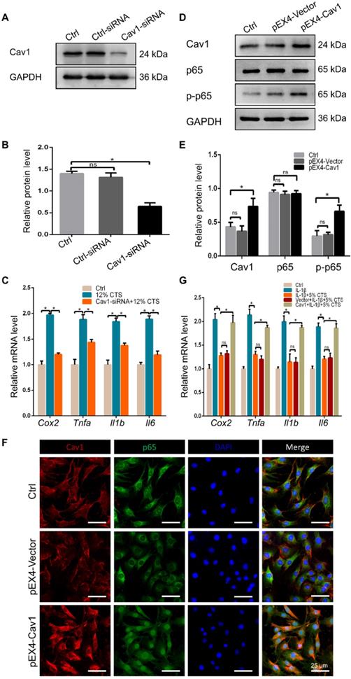 Int J Biol Sci Image